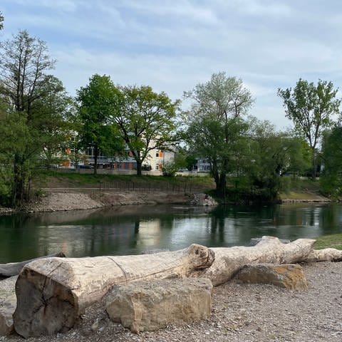 Am Neckar in Tübingen ist noch viel Kies zu sehen. Die Ufer sind teils grün, teils steinig. Der Fluss schlängelt sich unter Bäumen hindurch. Insgesamt kostet das Projekt neun bis zehn Millionen Euro. (Foto: SWR, Judith Hüwelmeier)