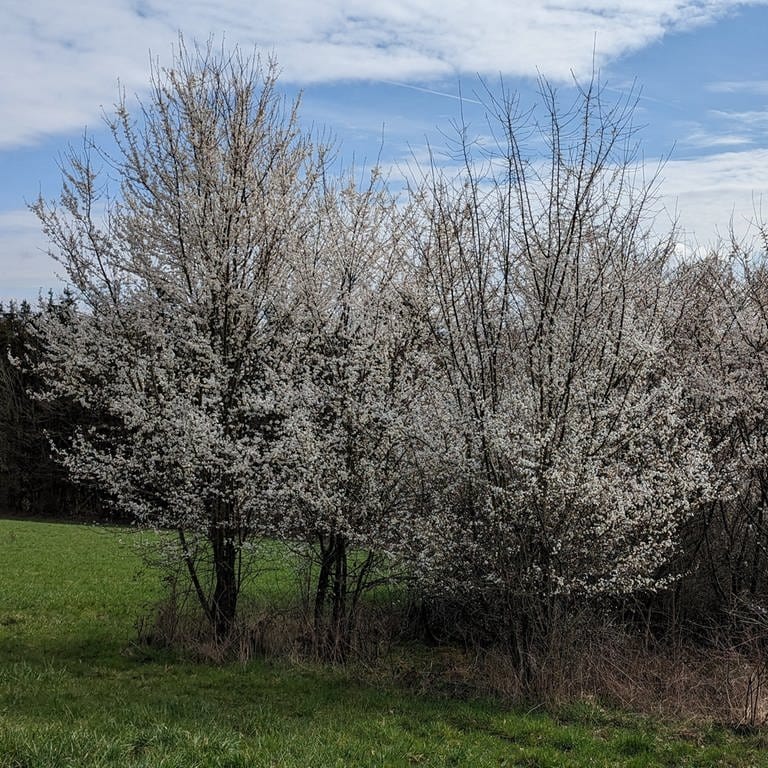 Frühling erwacht bei Zweibrücken-Ixheim. (Foto: SWR)