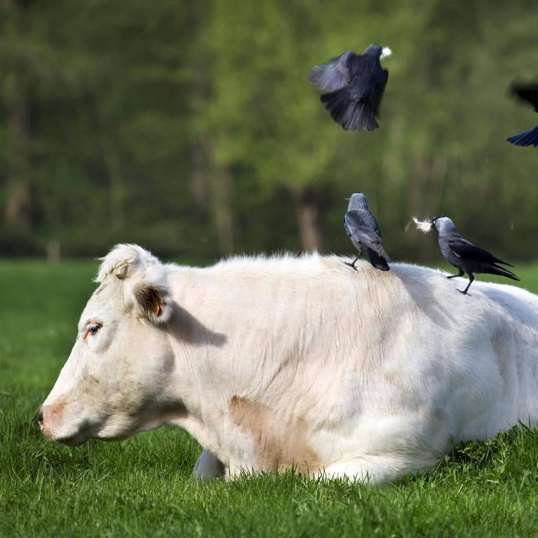 Vogel rupft Fell einer Kuh für Nestbau. (Foto: IMAGO, IMAGO / imagebroker)